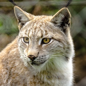 Wildpark Feldkirch Luchs